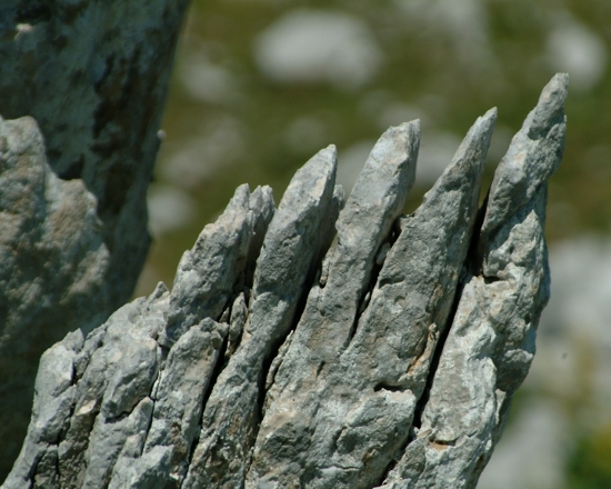 Sculture naturali